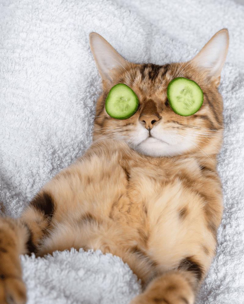 Eine Katze schaut aufmerksam und entspannt in die Kamera, ihre Körpersprache drückt Neugier und Vertrauen aus.