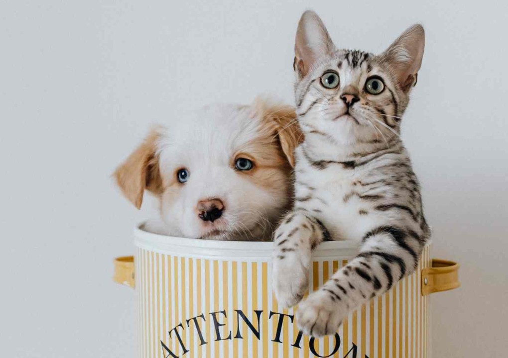 Tierkommuniktion